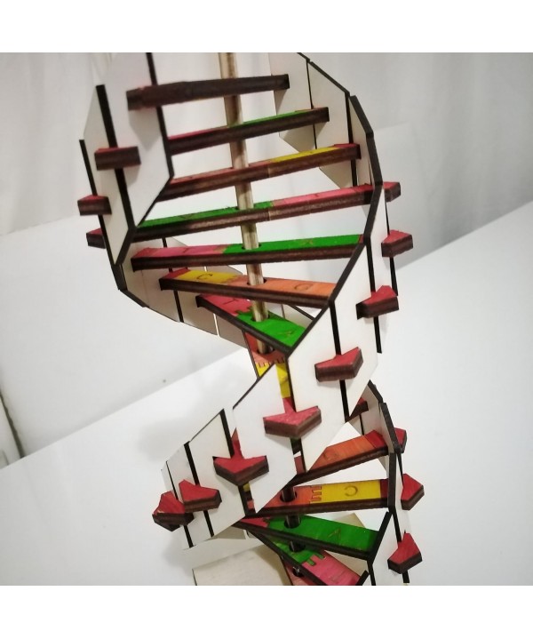 DNA Modeli Ahşap Eğitim Materyali - Fen Bilimleri, Biyoloji Dersleri için 