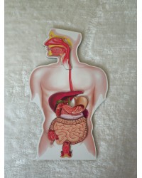 Sindirim Sistemi Ahşap Eğitim Materyali - Fen Bilimleri, Biyoloji Dersleri için 